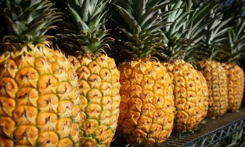 鳳梨葉變永續材料！研發車用補胎年收破億，還減少農業廢棄物 |  ESG遠見